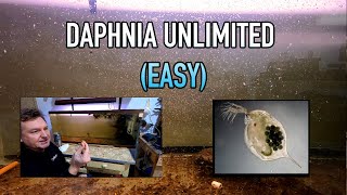 How I Raise Daphnia Water Fleas And You Can Too [upl. by Charmaine10]