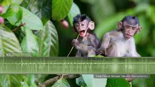 Cute Baby Vervet Monkies Playing  Cheeky Monkey  BBC Studios [upl. by Lyret486]