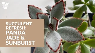 Succulent Propagation Kalanchoe Tomentosa quotPanda Plantquot  Aeonium Sunburst  Jade Plant Rescue [upl. by Anaihr]