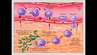 Moléculas de adhesión Migración leucocitos [upl. by Nahgem]