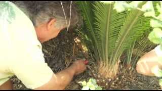 Transplanting a Cycad Palm  Prune Like a Pro [upl. by Figge752]