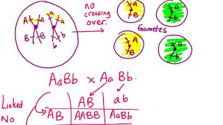 linked vs unlinked genes [upl. by Trebornhoj]