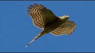 Sparrowhawk Bird Call Bird Song [upl. by Jacquelyn398]