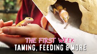 Owning A Tiny Baby Leopard Gecko  THE FIRST WEEK [upl. by Thaine]