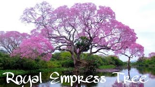 Royal Empress Tree  Paulownia tomentosa  Fastest Growing Tree In The World Paulownia [upl. by Hakilam723]