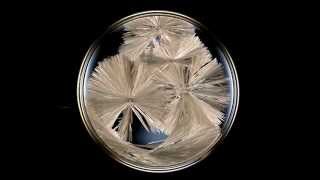 How to Grow Sodium Acetate Crystals [upl. by Sang642]