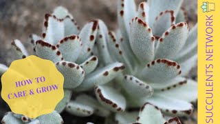 How To Grow amp Care For Kalanchoe Tomentosa Panda Plant [upl. by Akla988]