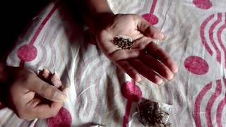 How to make Indian Chewing tobacco SADHA KHAINI old secret recipie [upl. by Star]