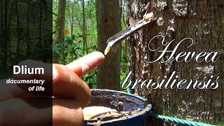 Rubber tree Hevea brasiliensis  part 1 [upl. by Einon]