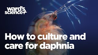 Caring and Culturing for Daphnia [upl. by Kalikow404]