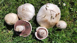 Agaricus campestris Champiñón silvestre  Field Mushroom ComestibleEdible [upl. by Noirod]