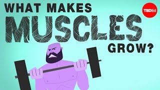 What makes muscles grow  Jeffrey Siegel [upl. by Eugenia206]