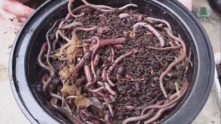 Invasive Jumping Worms spread in Illinois and Missouri [upl. by Alistair856]