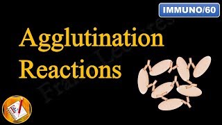 Agglutination Reactions FLImmuno60 [upl. by Nathaniel]