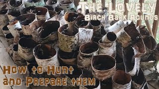 Gathering and Processing Birch Bark Rounds [upl. by Edge]