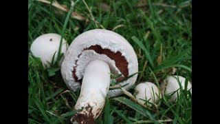 Identifying the Field Mushroom Agaricus campestris [upl. by Samal]