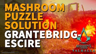 Grantebridgescire Mushroom Puzzle Assassins Creed Valhalla Hallucination Challenge Fly Agaric [upl. by Zetnwahs]