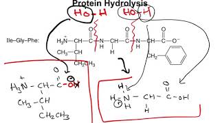 Chapter 167  Protein Hydrolysis and Denaturation [upl. by Ardnuaet]