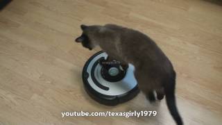 Cat shows HOW TO use iRobot Roomba Vacuum [upl. by Burr797]