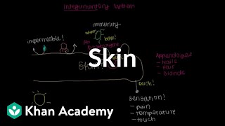 Meet the skin Overview  Integumentary system physiology  NCLEXRN  Khan Academy [upl. by Adihahs234]