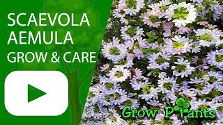 Scaevola aemula  grow and care Fairy fan flower [upl. by Leiruh574]