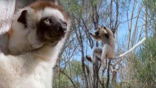 Sifaka Lemurs Jumping Around  Attenborough  BBC Earth [upl. by Aizat]