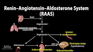 The Renin–Angiotensin–Aldosterone System RAAS Animation [upl. by Yenmor]