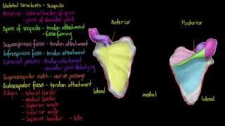 Scapula Protraction Retraction Rotation [upl. by Swagerty562]