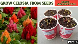 Grow Celosia From Seeds  How to sow celosia  सेलोसिआ को बीज से लगाए  Celosia Seeds Germination [upl. by Wakerly]