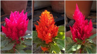 How to Grow and Care Celosia Plant  Fun Gardening [upl. by Surovy]