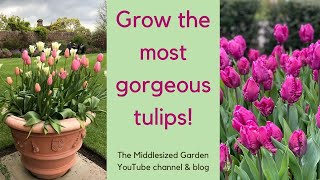 How to choose plant and grow tulips [upl. by Ardnaed]