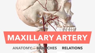 Maxillary Artery  Anatomy Branches amp Relations  Mnemonic [upl. by Savill882]