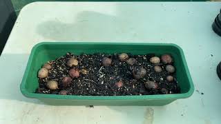 Growing Cycad seeds Propagating is fun [upl. by Assennav]