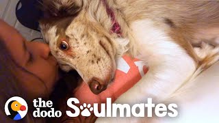 Dog Stares Adoringly At Her Mom All Day Long  The Dodo Soulmates [upl. by Katzman]