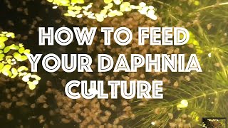 How To Feed Your Daphnia Culture [upl. by Prestige797]