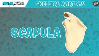 SCAPULA ANATOMY [upl. by Boutis]