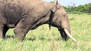 Musth male elephant behavior  Mara Conservancy [upl. by Fleisig]