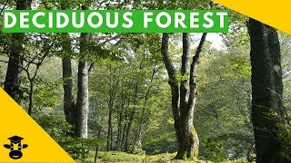 The temperate deciduous forest biome [upl. by Nitz]