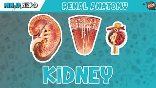 Renal  Kidney Anatomy Model [upl. by Gaskins]