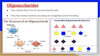 Carbohydrates 5 Oligosaccharides [upl. by Keith431]