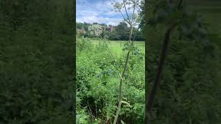 Giant Hogweed VS Common Hogweed [upl. by Yllitnahc529]