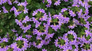 Plant review Fan Flower Scaevola [upl. by Aninahs]