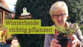 Heidekraut für den Winter Winterheide Erika richtig pflanzen [upl. by Hacissej]