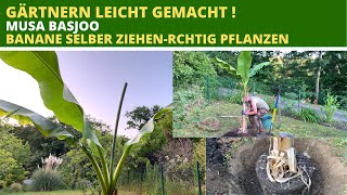 Musa basjoo Banane selber ziehen Exoten im Garten pflanzen [upl. by Seibold]