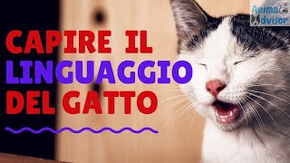 COME CAPIRE LA LINGUA DEI GATTI [upl. by Boy]