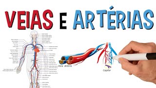 Principais Veias e Artérias Do Corpo Humano  Sistema Cardiovascular  Circulatório [upl. by Edecrem]