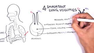 Lung Function  Lung Volumes and Capacities [upl. by Neenej]