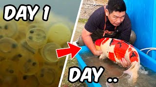 DAY IN THE LIFE of a JAPANESE KOI BREEDER [upl. by Goddard]