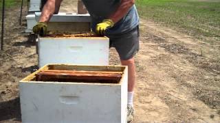 How to split a Beehive Easiest method by Tim Durham [upl. by Asssilem]