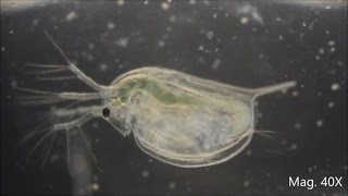 Daphnia magna under the Microscope [upl. by Aremaj333]